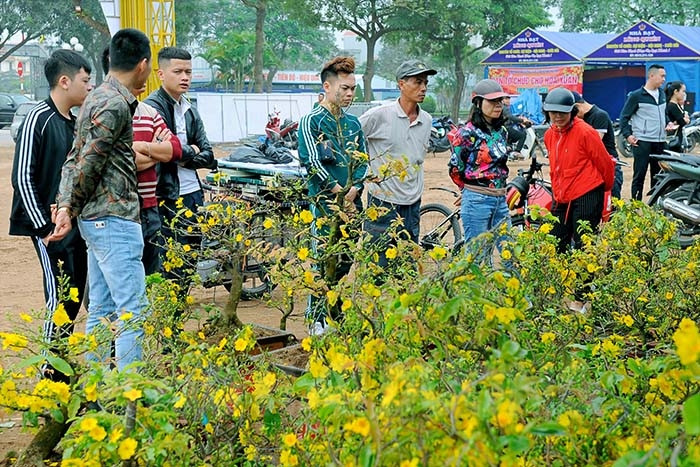 Hai Duong city will organizes 2 Spring Flower Markets